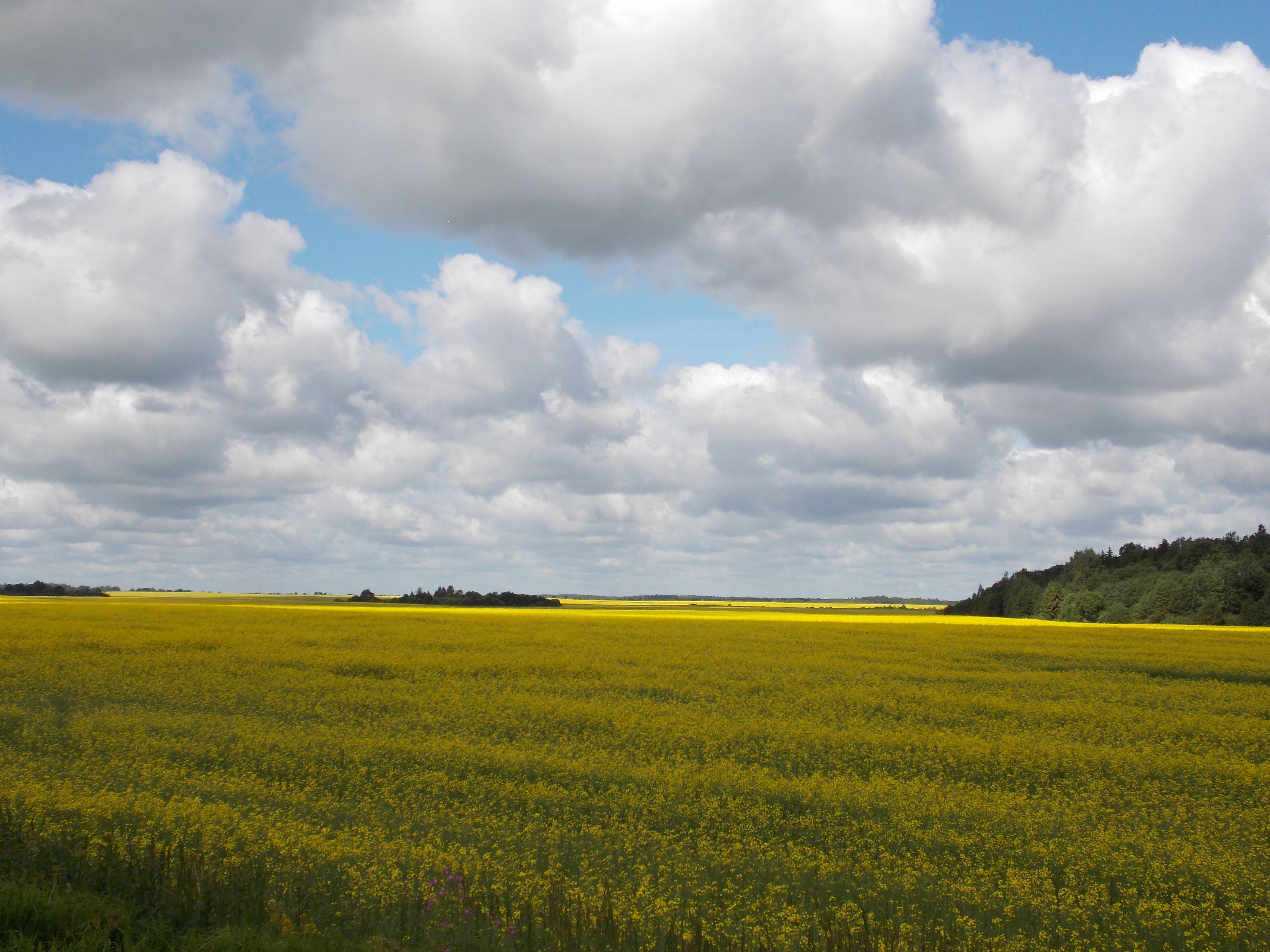 DSCN6532.JPG