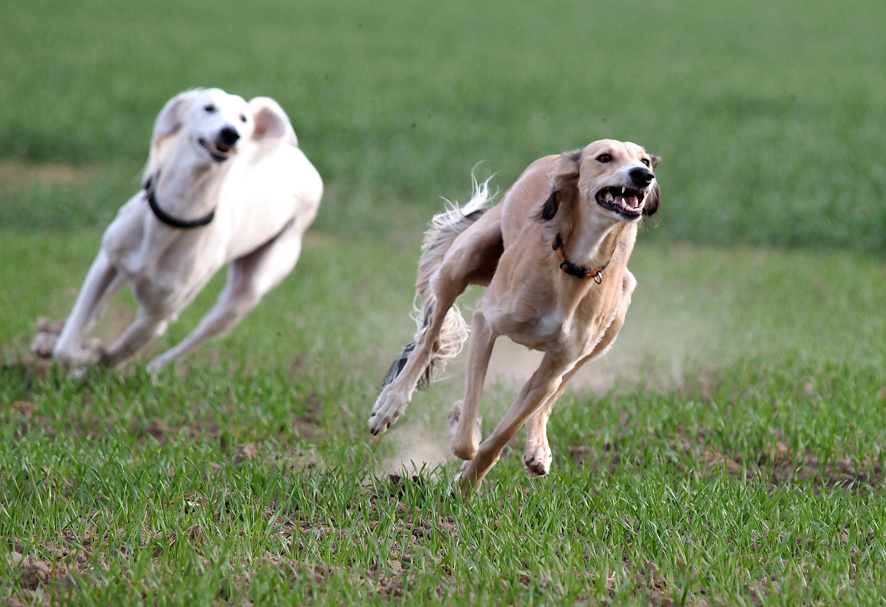 How fast can a best sale saluki run