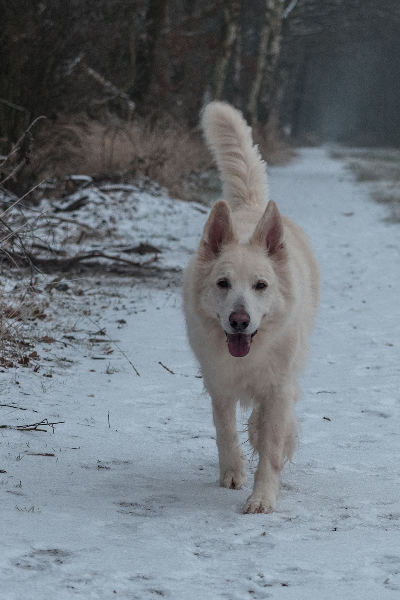 sneeuw zoals de camera wil.jpg