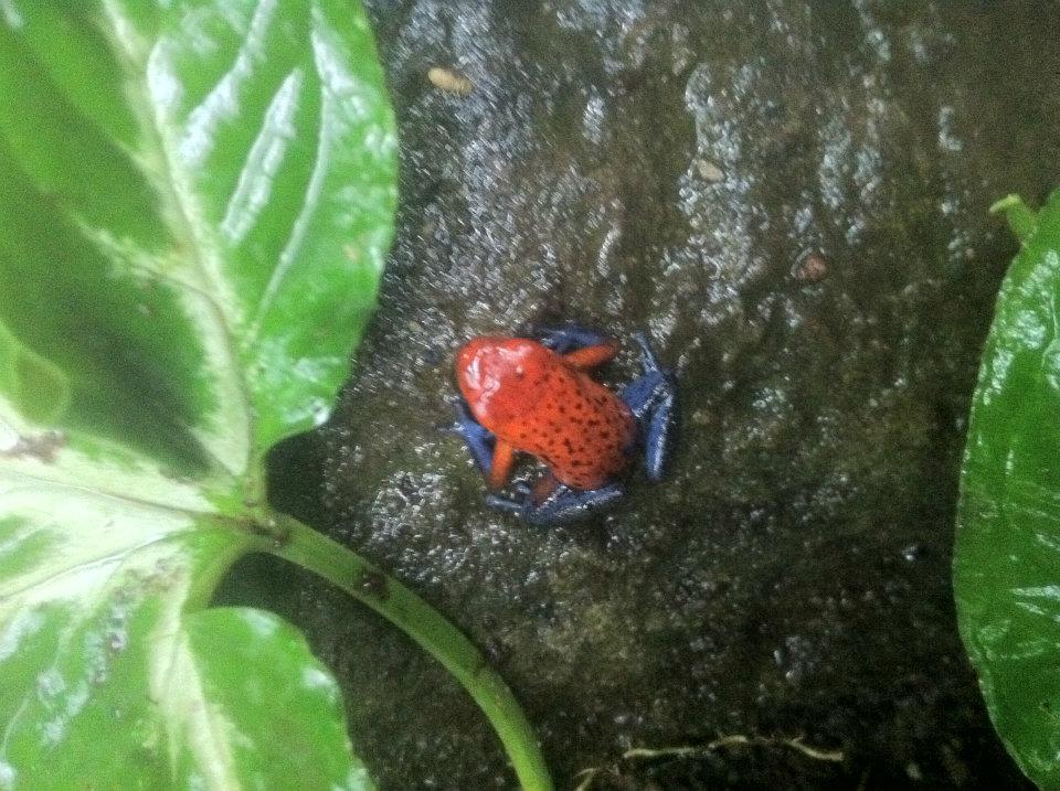 Dart Frog.jpg