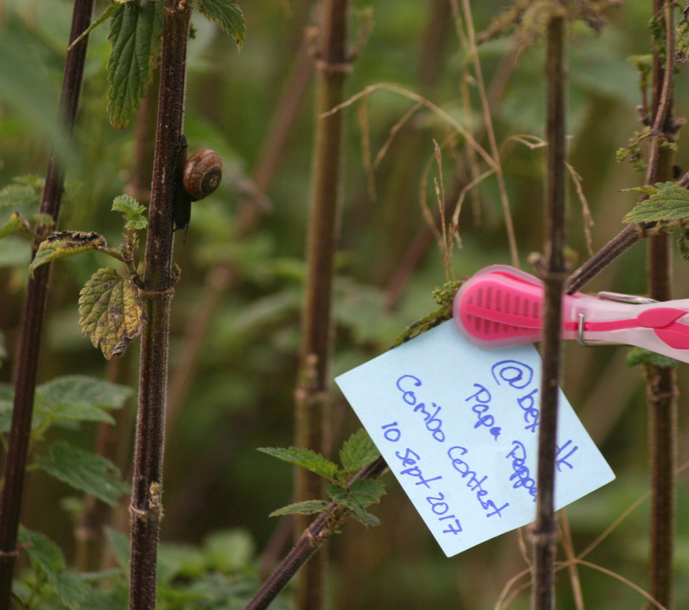 snailnettles-proof.JPG