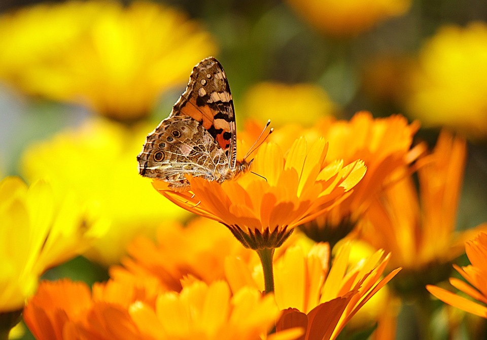 calendula lunes 4 de marzo.jpg