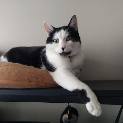 A different tuxedo cat letting his paw dangle from the top of a desk