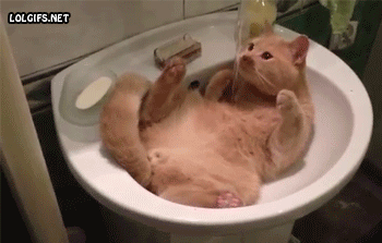 funny-cats-gifs-069-010.gif