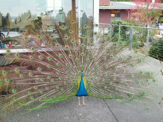 peacock.jpg