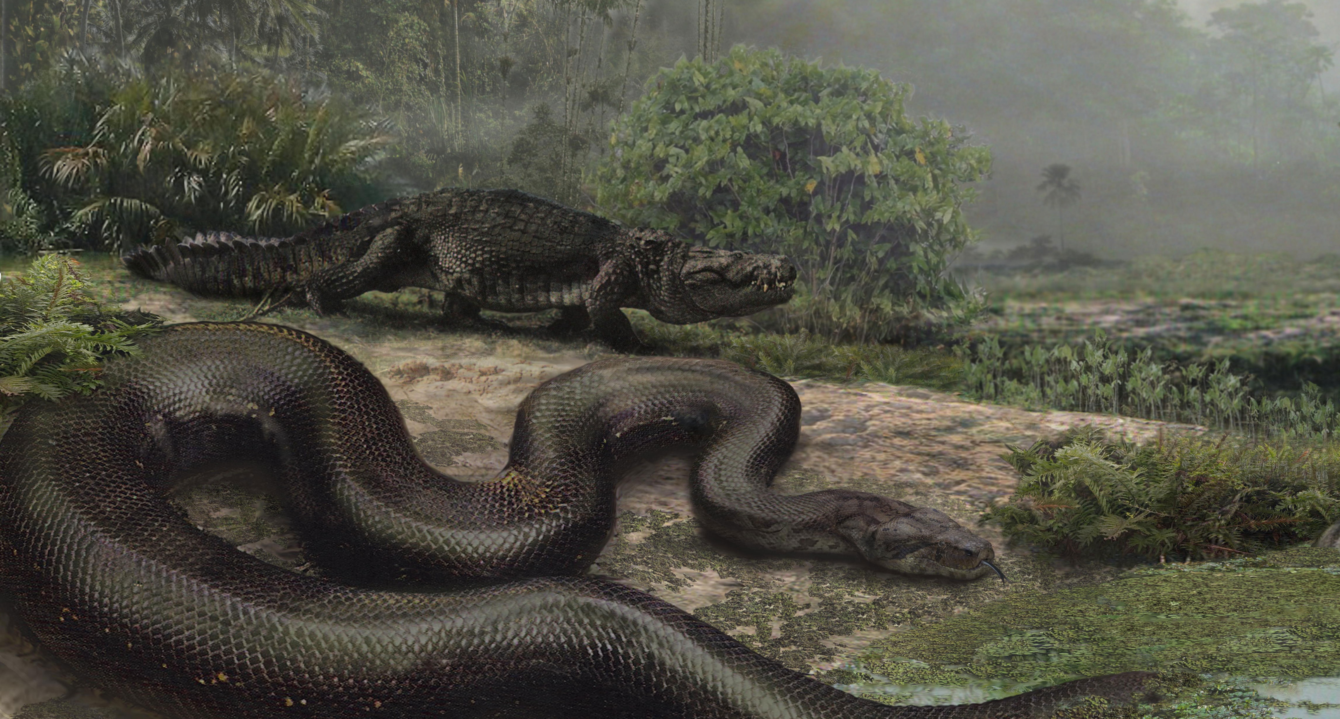 8 Largest Living Snakes In The World 