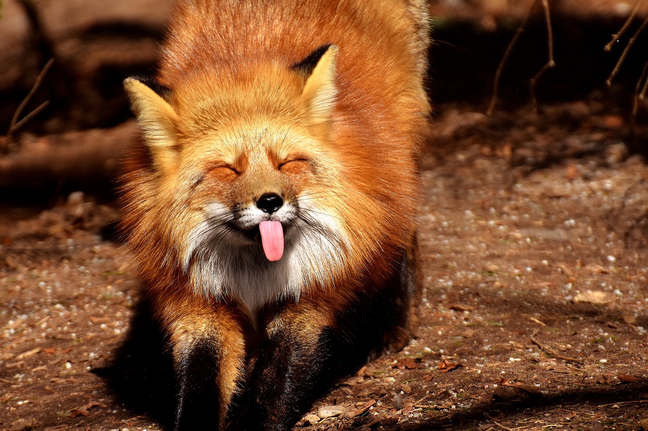 Fuchs-Tongue-Animal-World-Wild-Animal-Funny-2183647.jpg