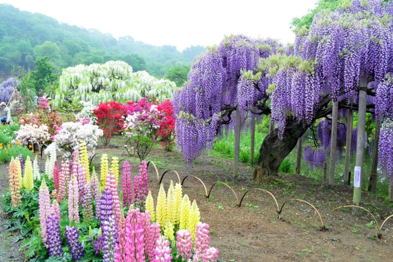 Kawachi Fuji Gardens, Japan 1.jpg