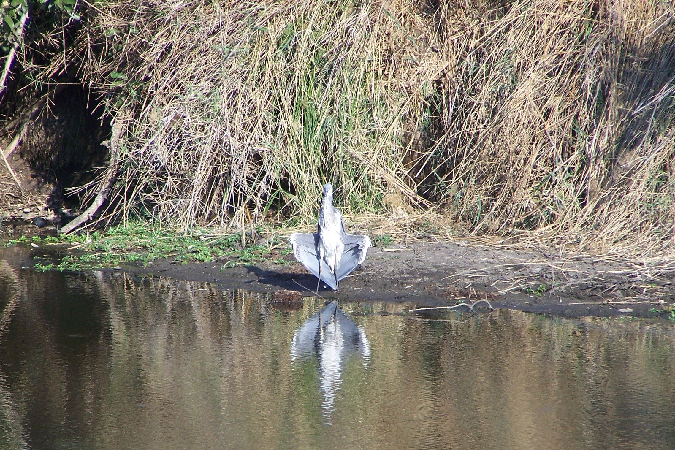 KNP Satara-Lower Sabi 2009 290.JPG