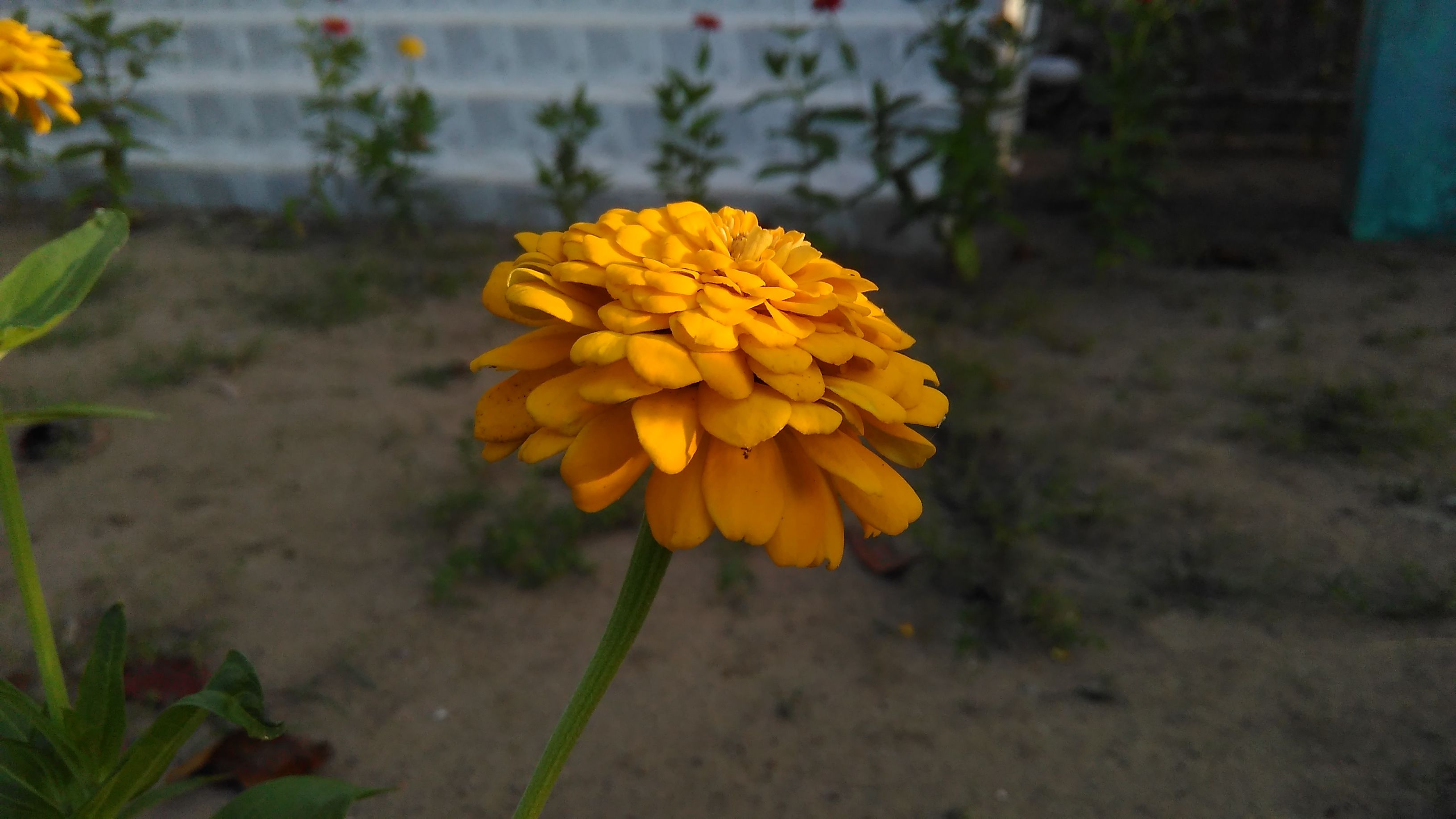 zinnia (20).jpg