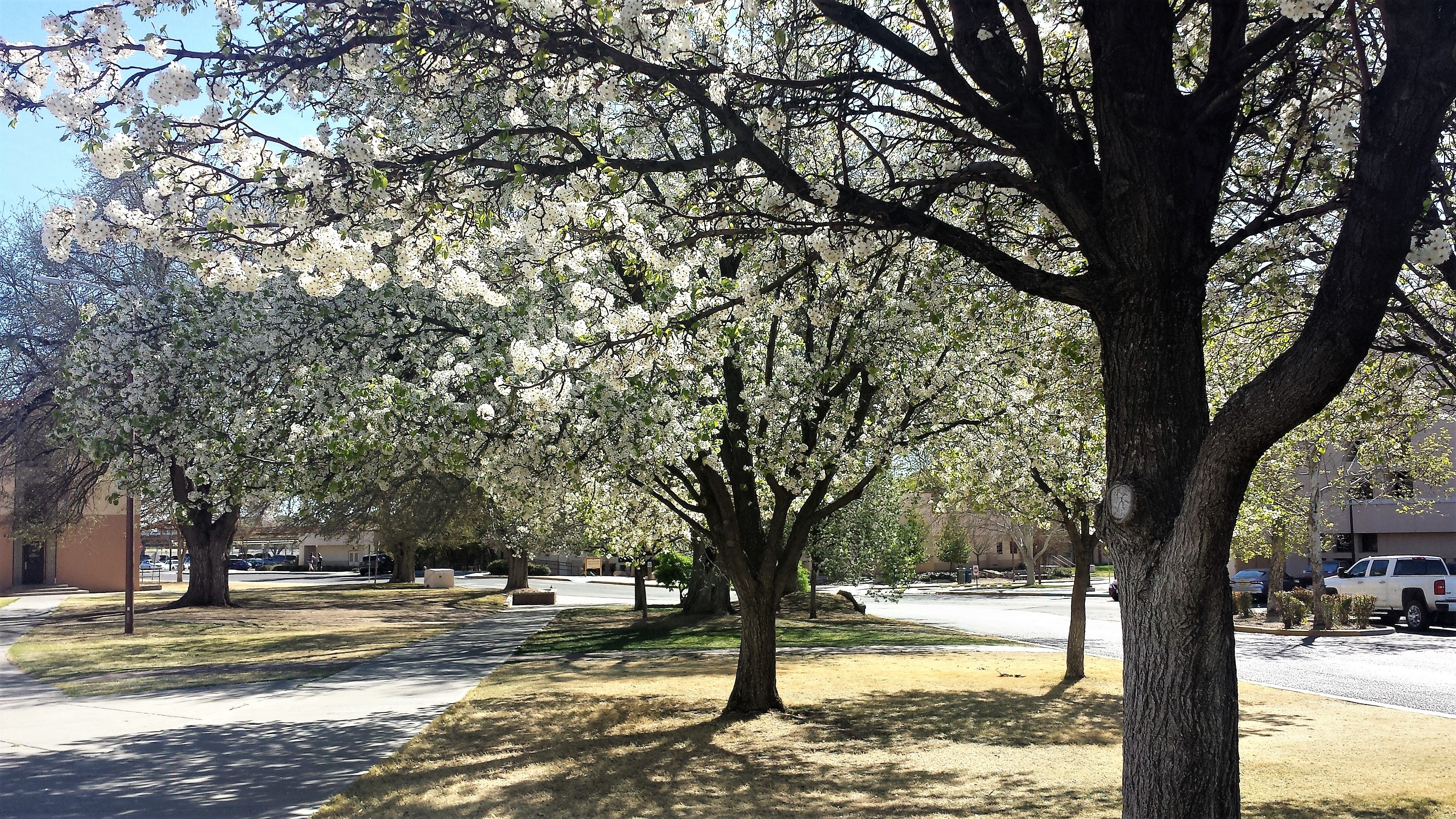 White_is_white_trees_allover_with_white_flowers_theia.jpg