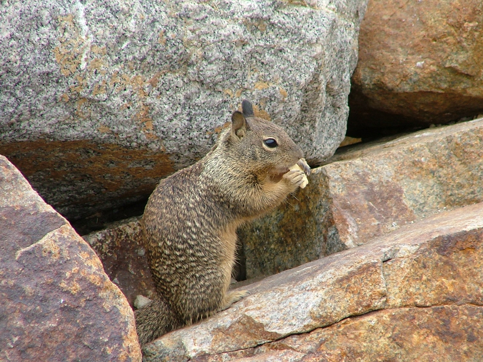 04 June - Oceano - Avila Bay Squirrel Eating.JPG