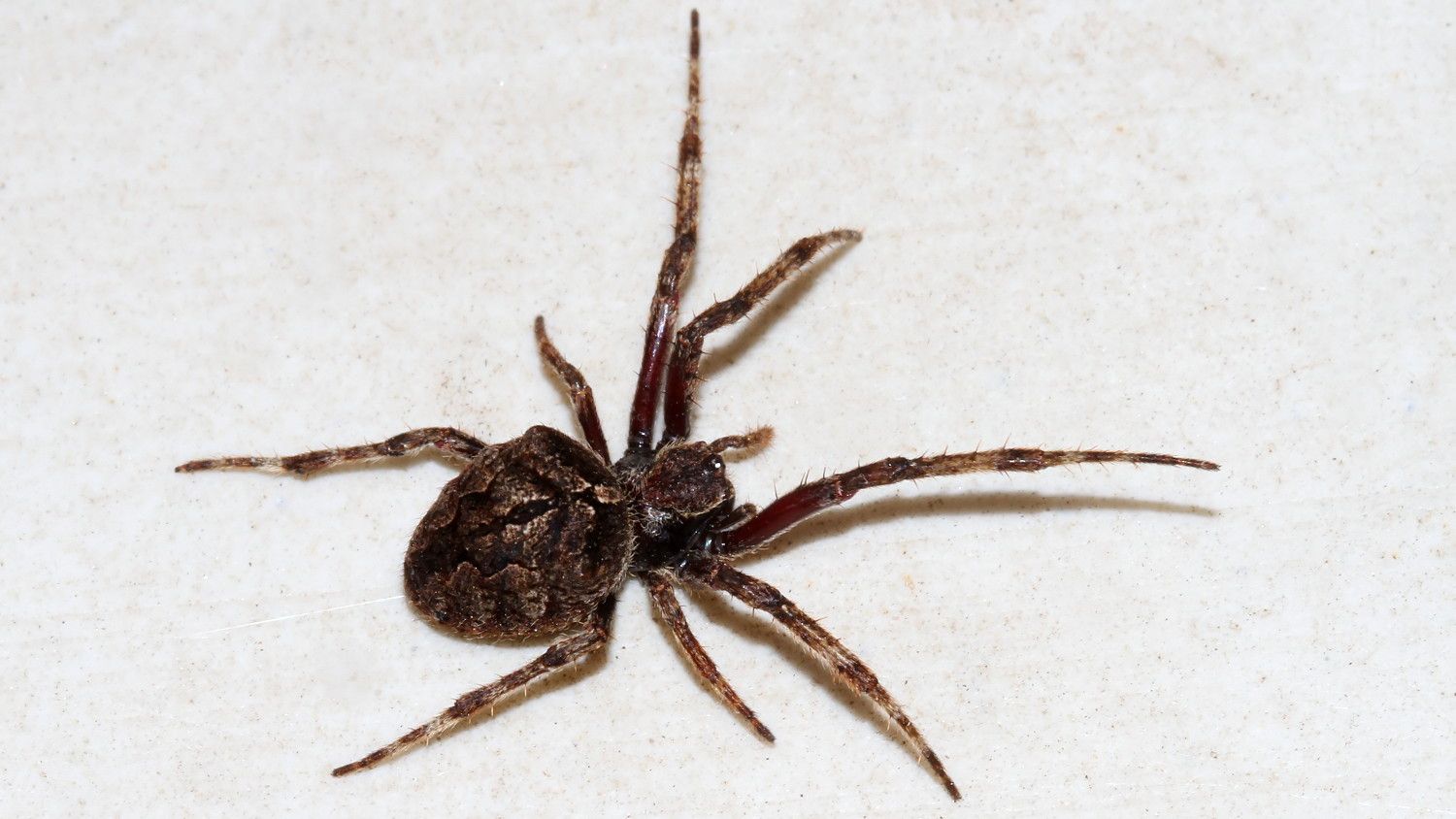 Arachnida Araneae Araneidae BY Tas 2018-04-20 n1.jpg