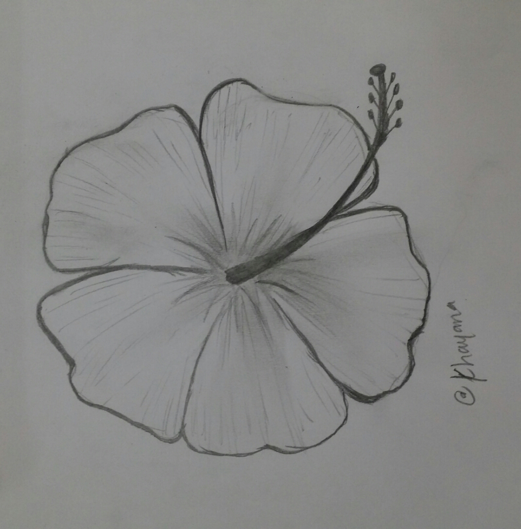 Featured image of post Hibiscus Flower Sketch Drawing