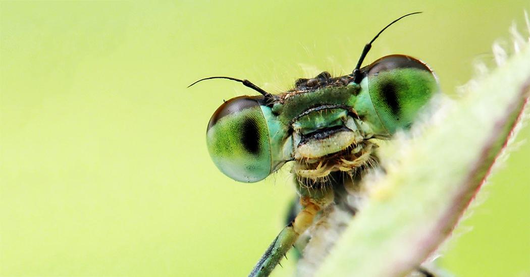 insects_are_awesome_1200x627.jpg