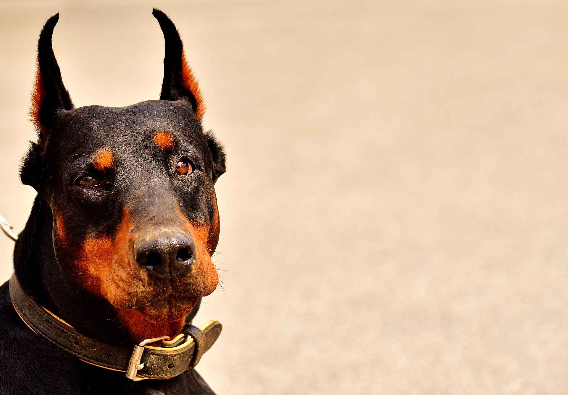 doberman-2441214_1920.jpg