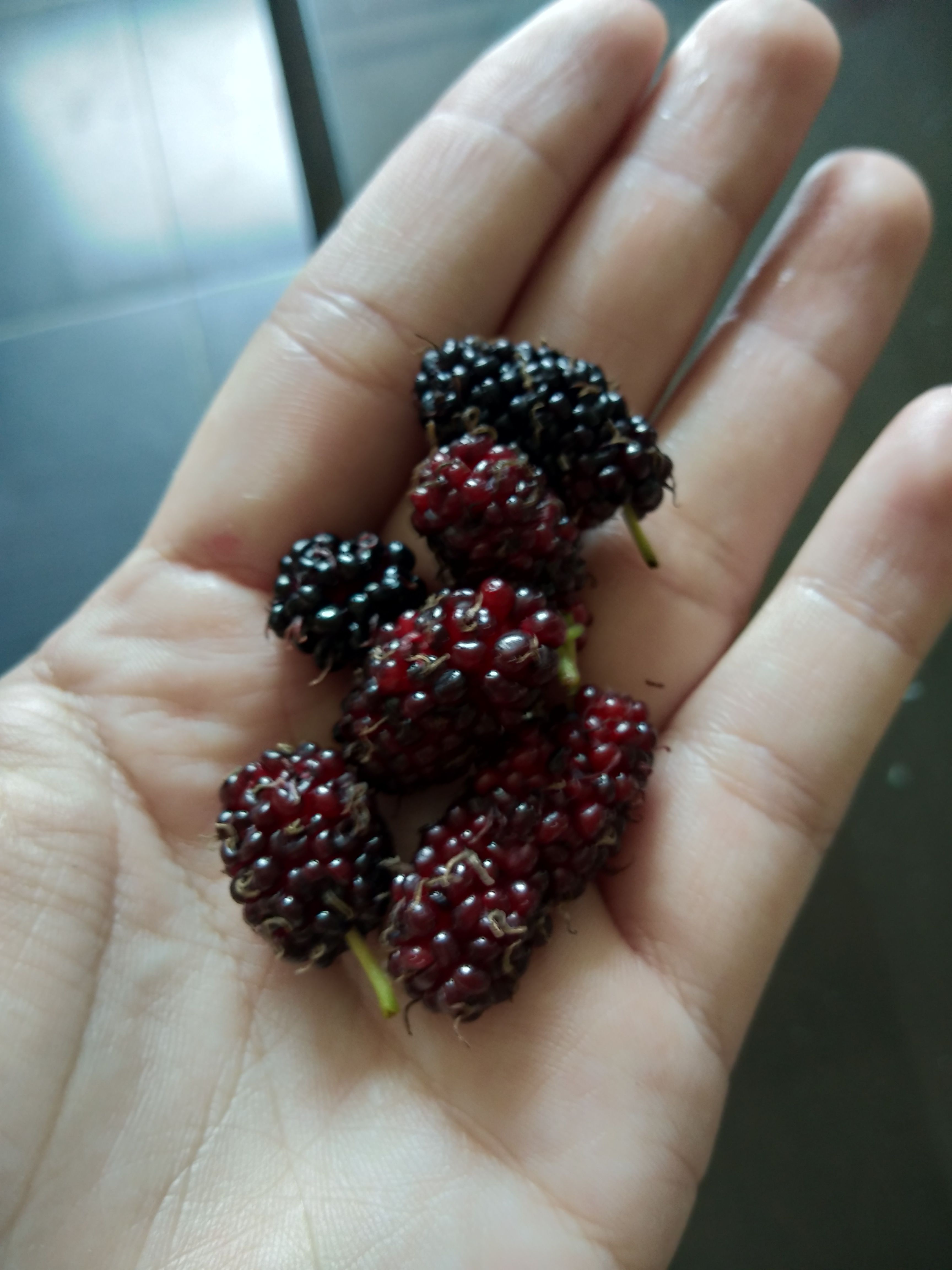 Yummy Fresh Mulberries Yet Benefit Steemit Yummy Fresh Mulberries Yet Benefit