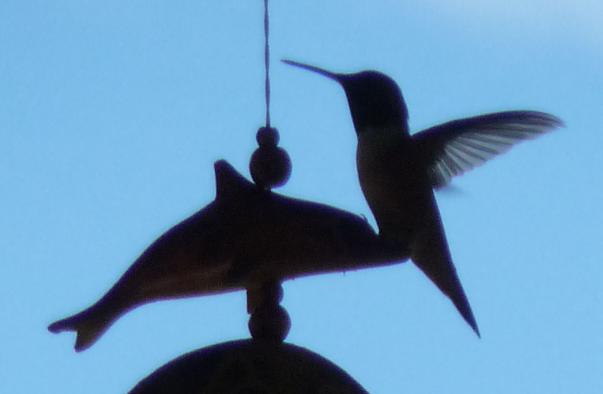 Hummingbird1.jpg