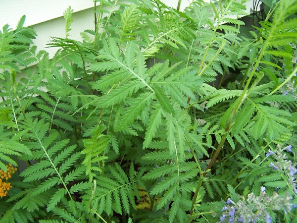 West Herb - tansy crop June 2015.jpg