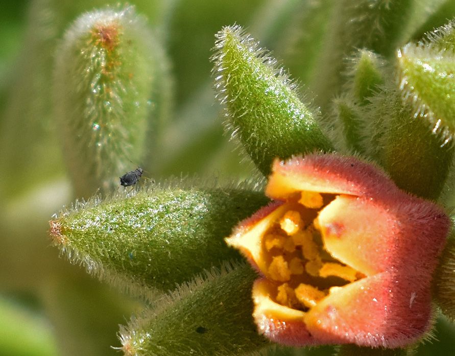 Echeveria pilosa aphid macr.jpg