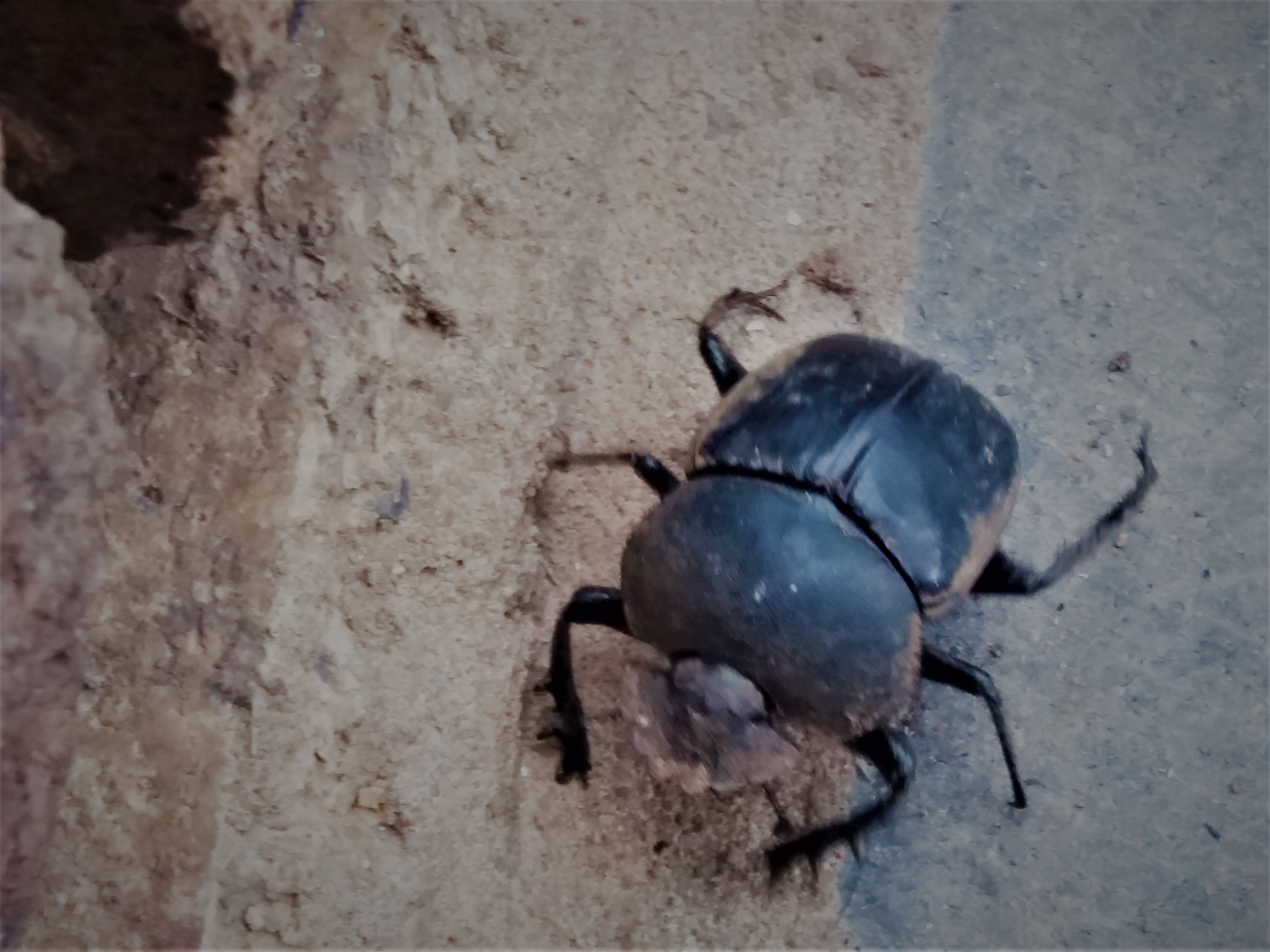 Dung beetle.jpg