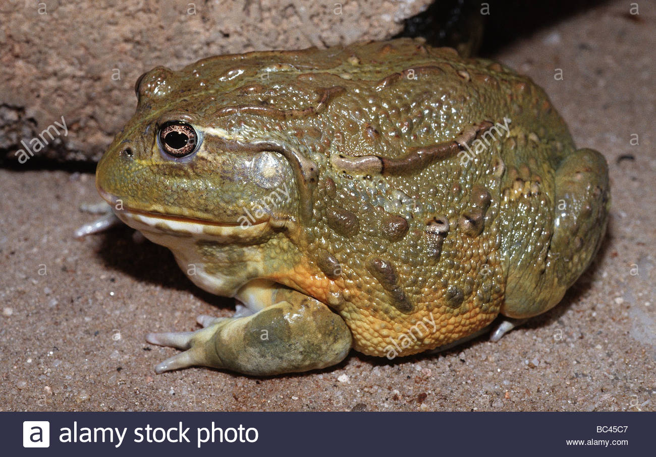 male-african-bullfrog-pyxicephalus-adspersus-BC45C7.jpg