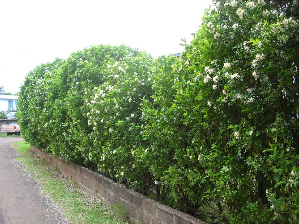 SÂN-VƯỜN-CÂY-NGUYỆT-QUẾ.jpg