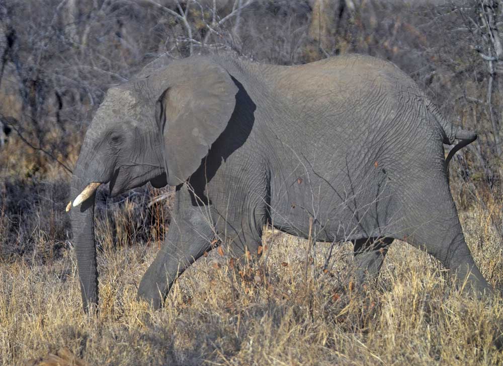 You eat an elephant one bite at a time.jpg