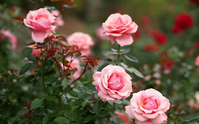 roses-shrubs-flowers-high-quality-images-75525.jpg