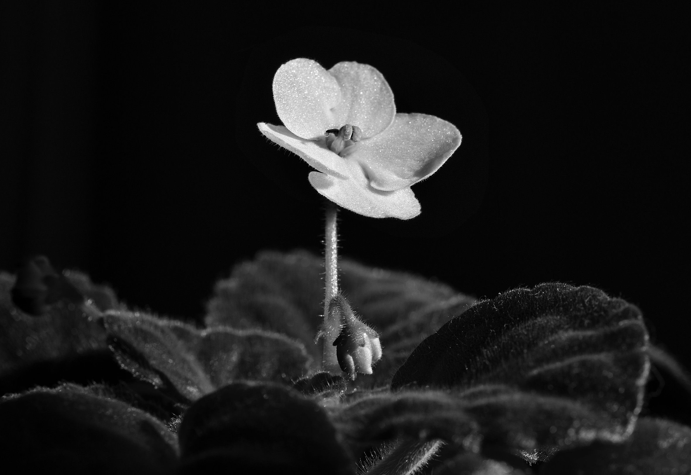 African Violer white bw 1.jpg