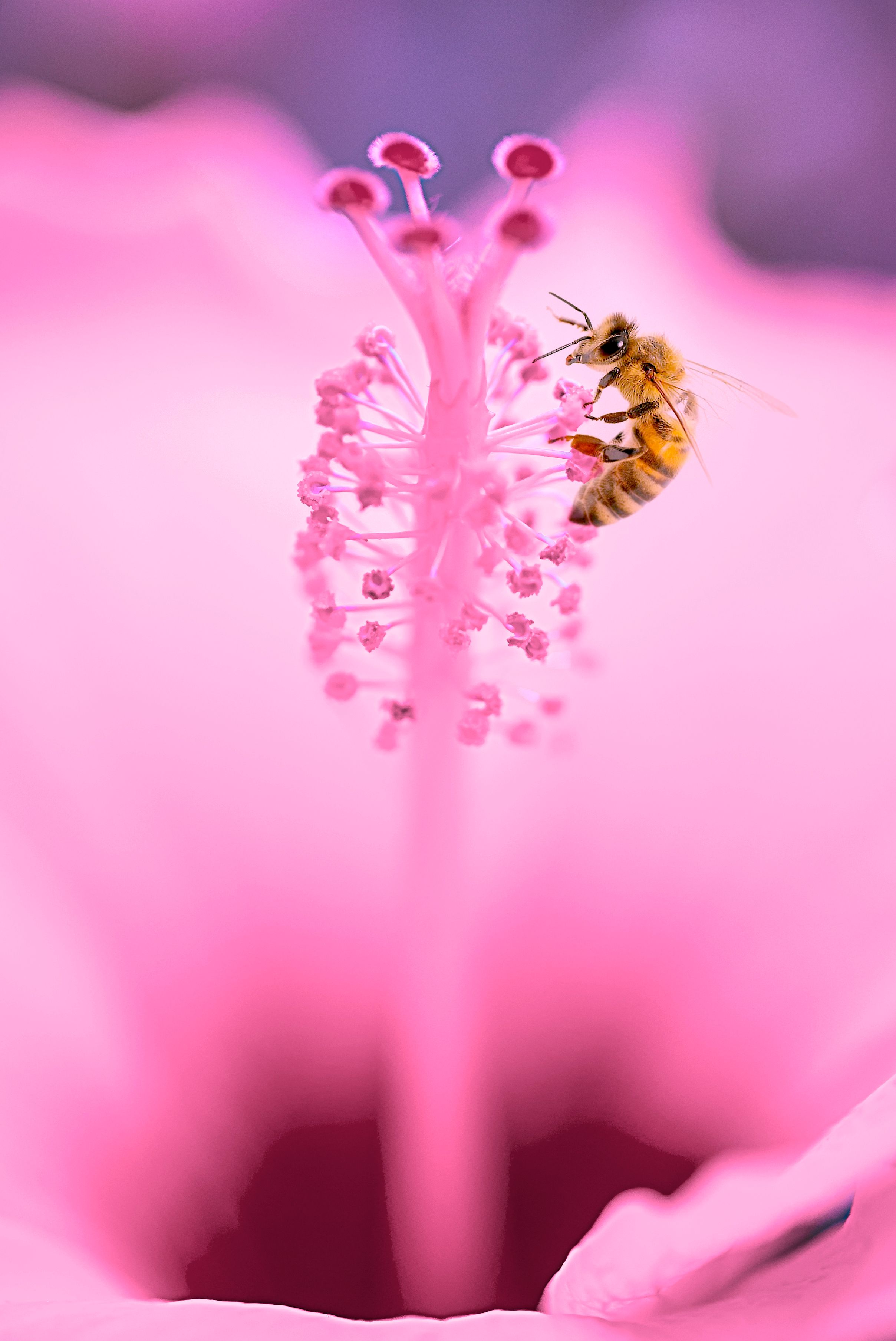 D75_6114_pink_bee.jpg