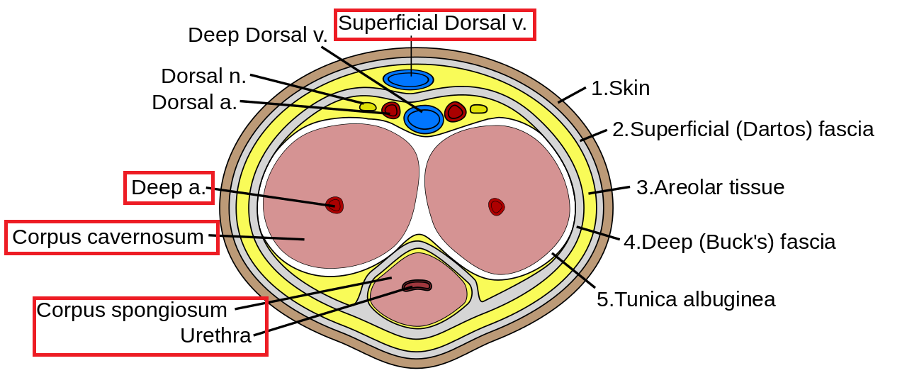 Penis_cross_section.svg.png