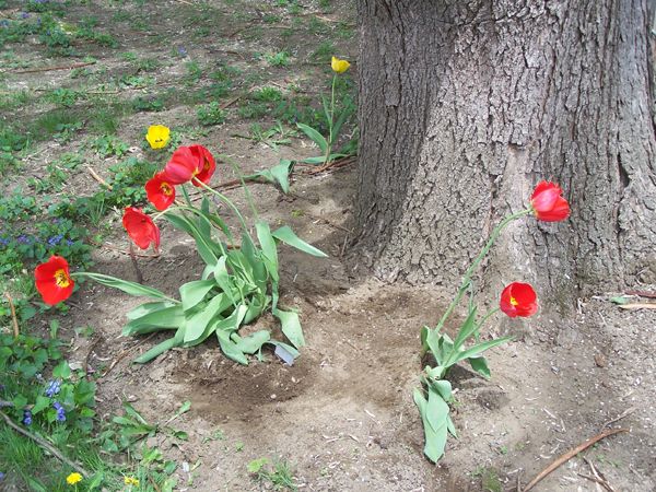 Catalpa - red tulips crop May 2018.jpg