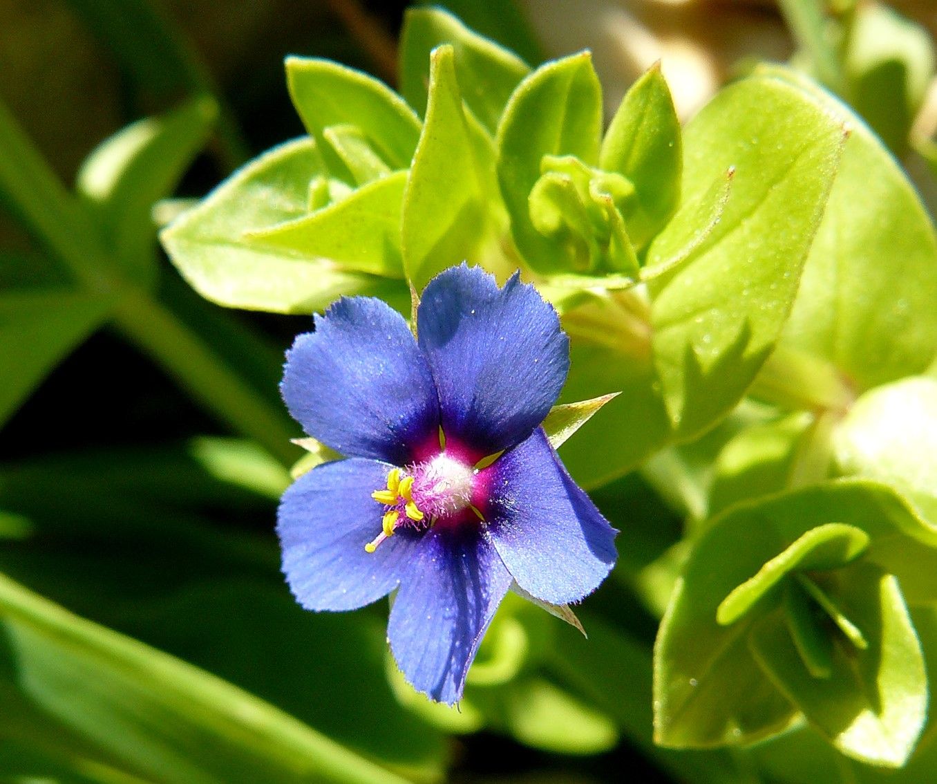 Anagallis monellii - Blue Pimpernel.jpg