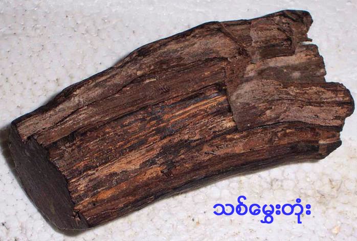 Agarwood seed aloeswood (2).jpg