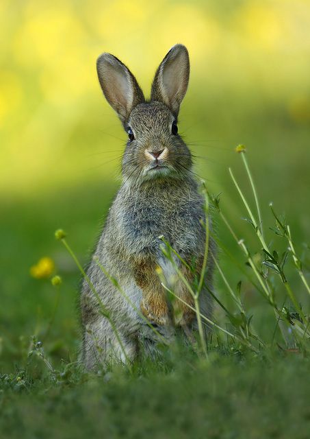 e82cd3243cbb179ea3377cbc0c3e21aa--wild-rabbit-the-rabbit.jpg