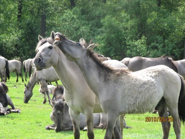 wildhorses2.jpg