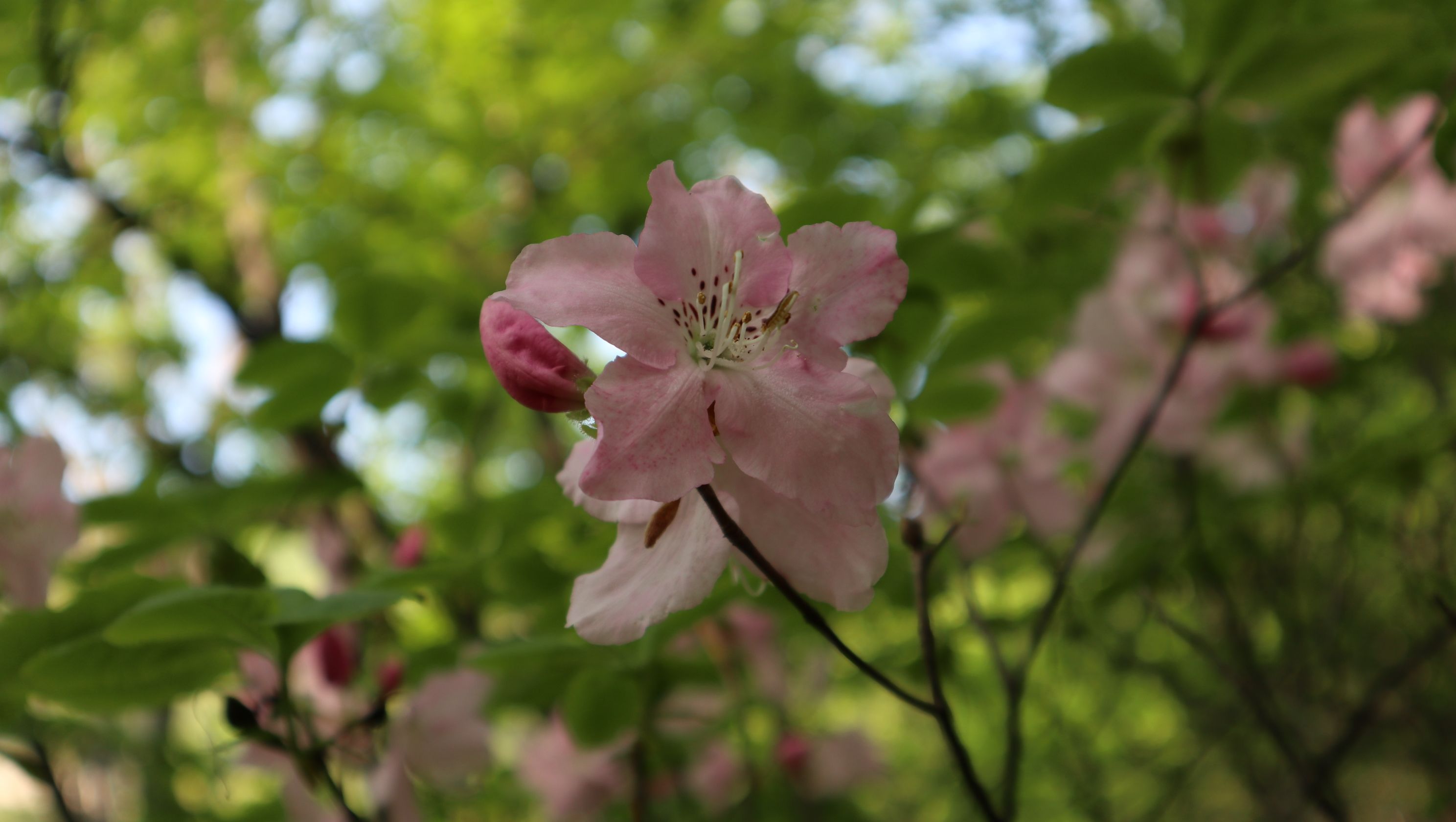 IMG_1820.JP![IMG_1817.JPG