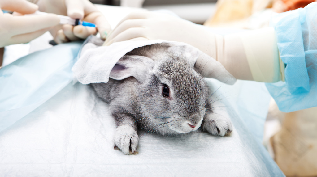 Cosmetics_animal_testing_-_Source_Shutterstock.jpg