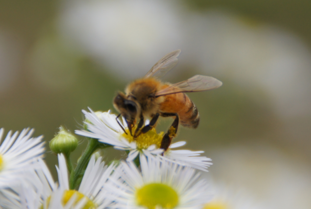 bee111_00014.jpg