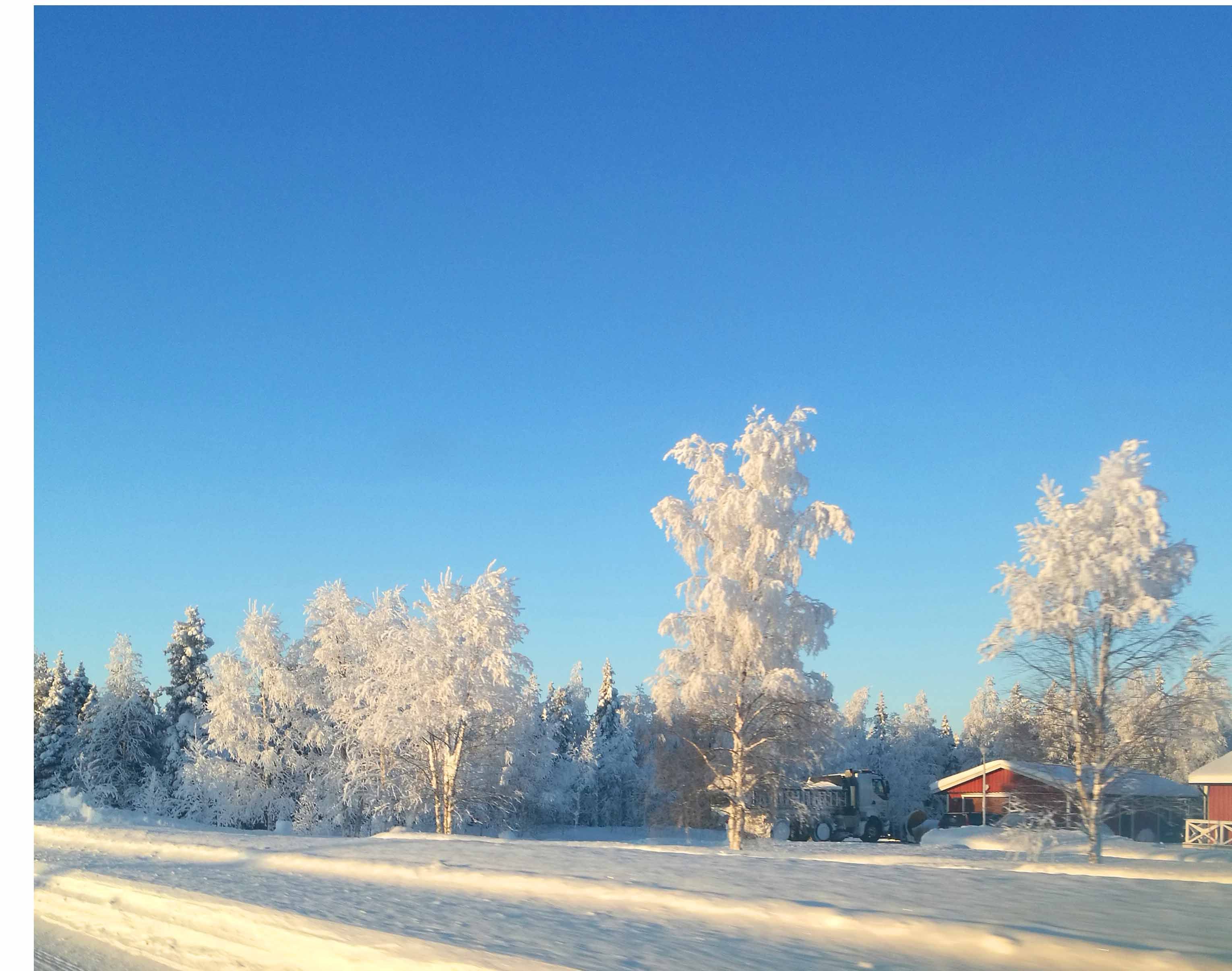 Frozen Trees Winter Photography in Steemit Blog