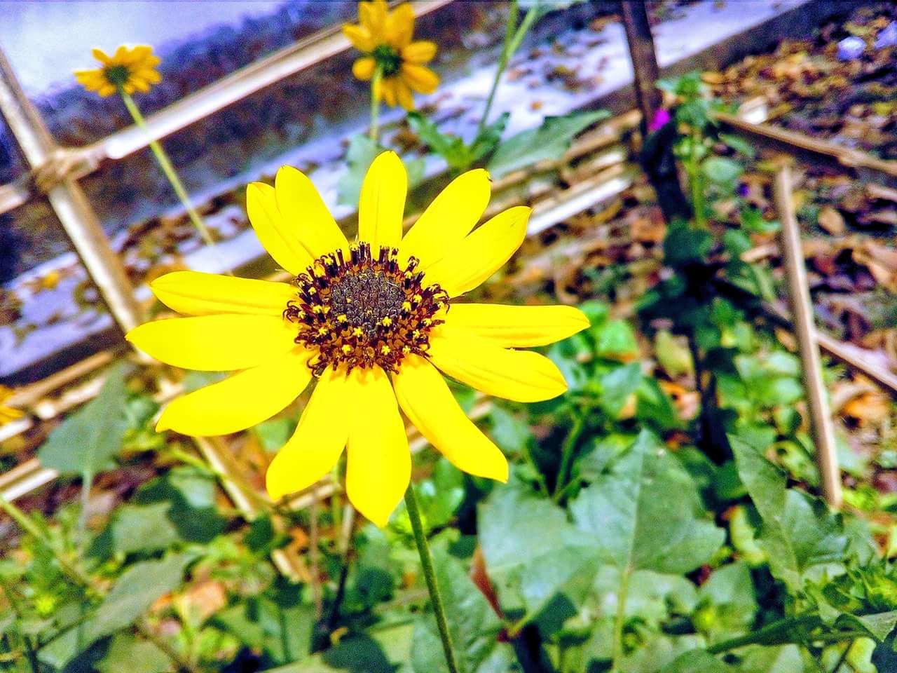 yellow flower.jpg