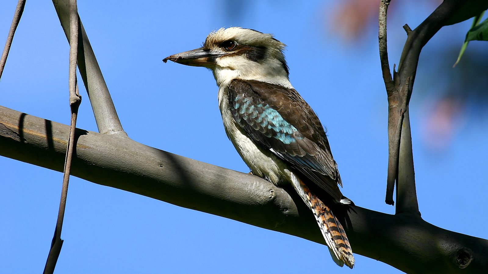 Kookaburra-1.jpg