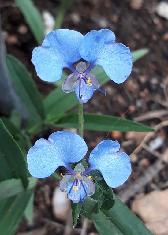 commelina_erecta.jpg