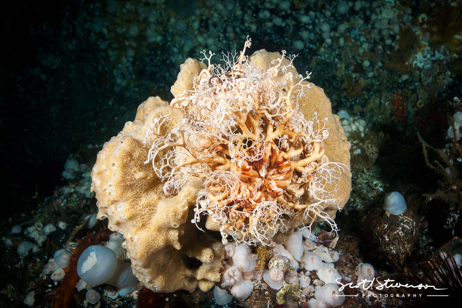 Basket Star-2.jpg