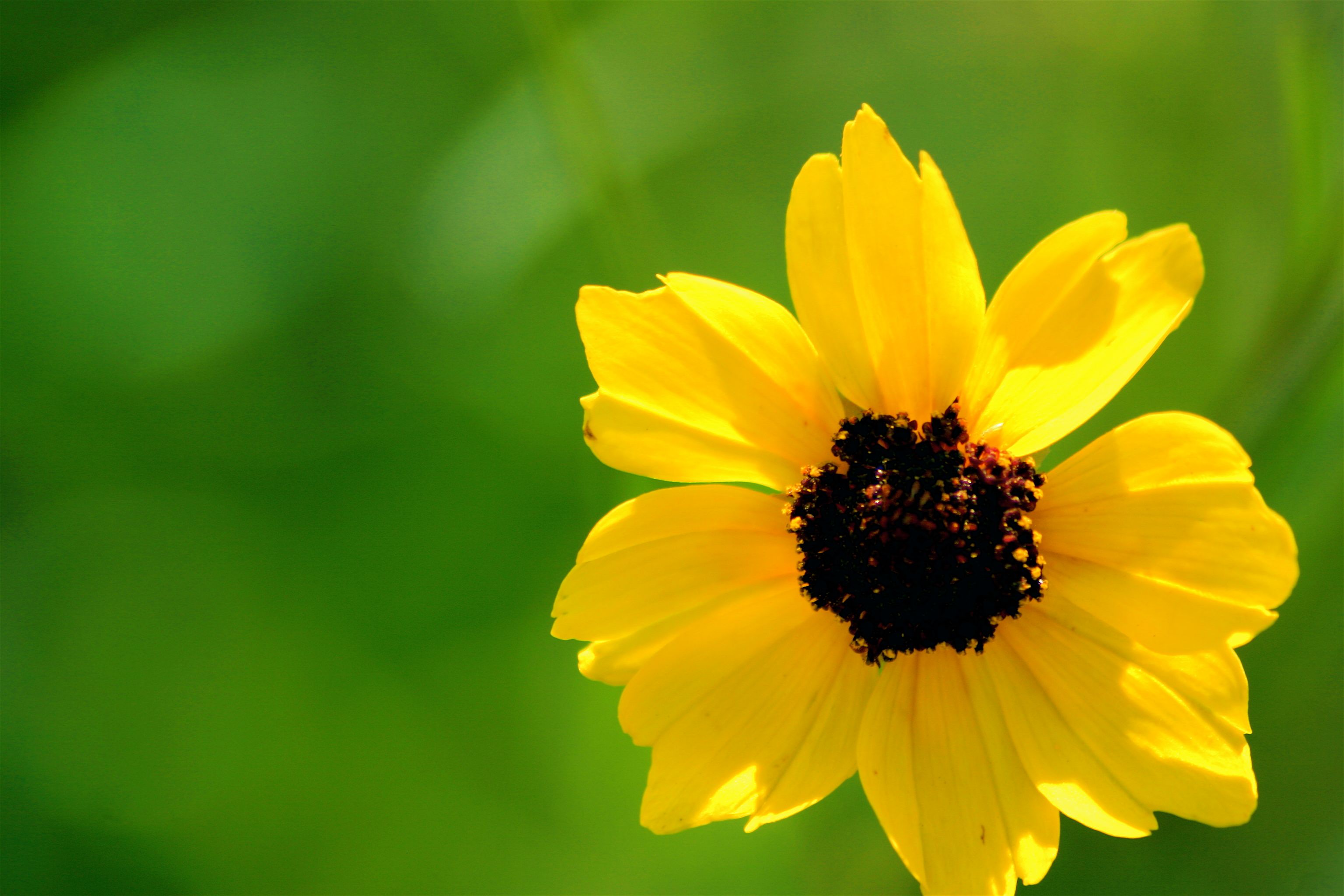 sunflower-1.jpg