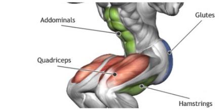 스쿼트 근육.JPG