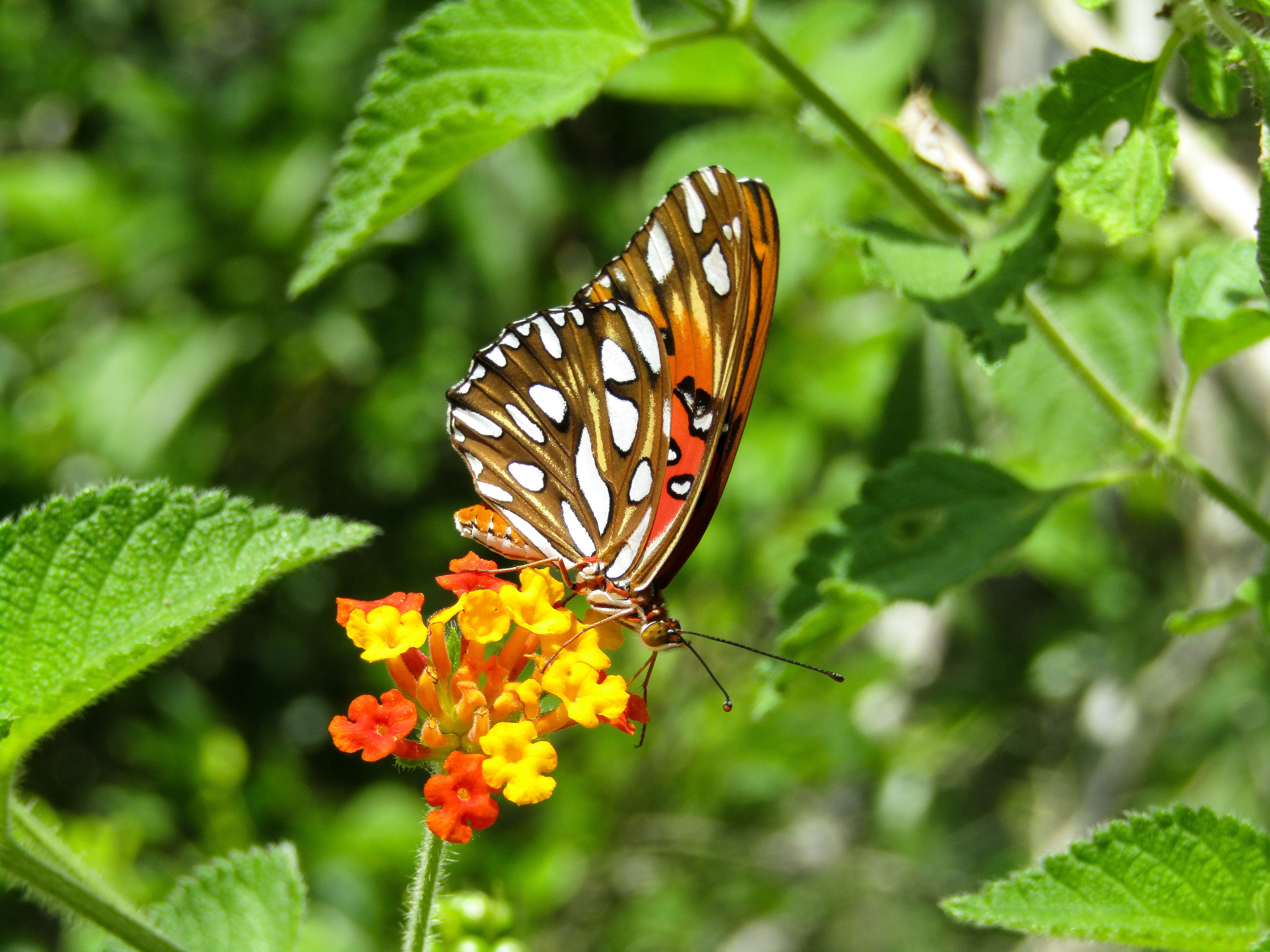 MariposaColores.jpg