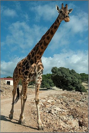 safari-aitana.jpg