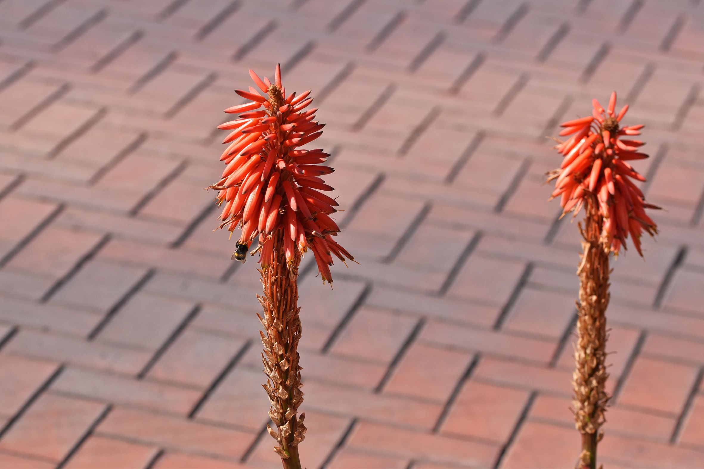 red aloe flower 2.jpg